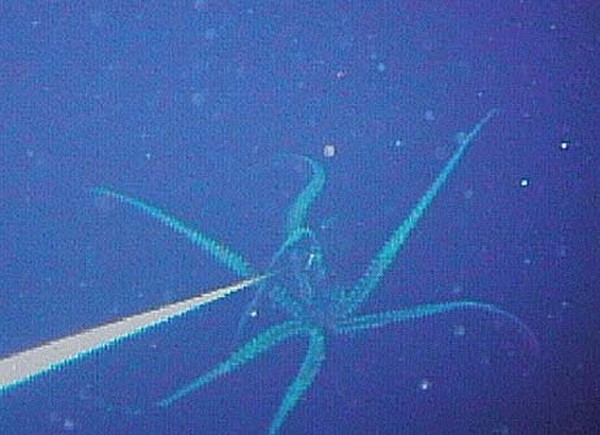 colossal-squid